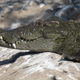 Illustration for article titled A New Option for Crocodile Birth Control